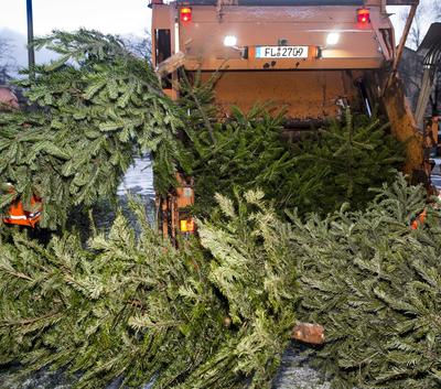 Bild vergrößern: Die Weihnachtsbäume werden von TBZ-Mitarbeitern abgeholt.