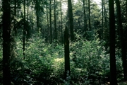 Altersklassenwald (Süddeutschland) aus Fichten-Reinbeständen, die sehr schadensanfällig sind.